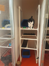 Armidale Cattery